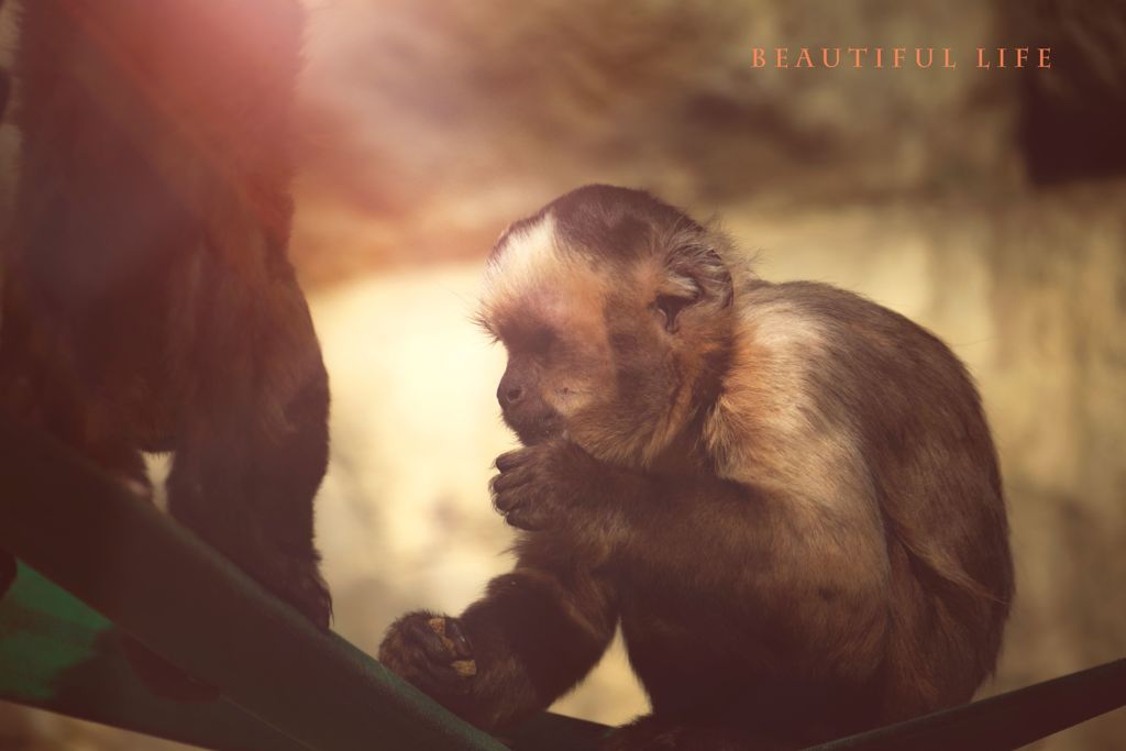 beautiful life