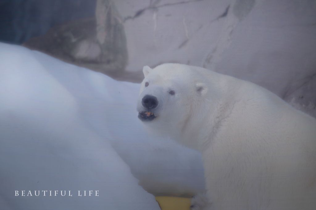  beautiful life