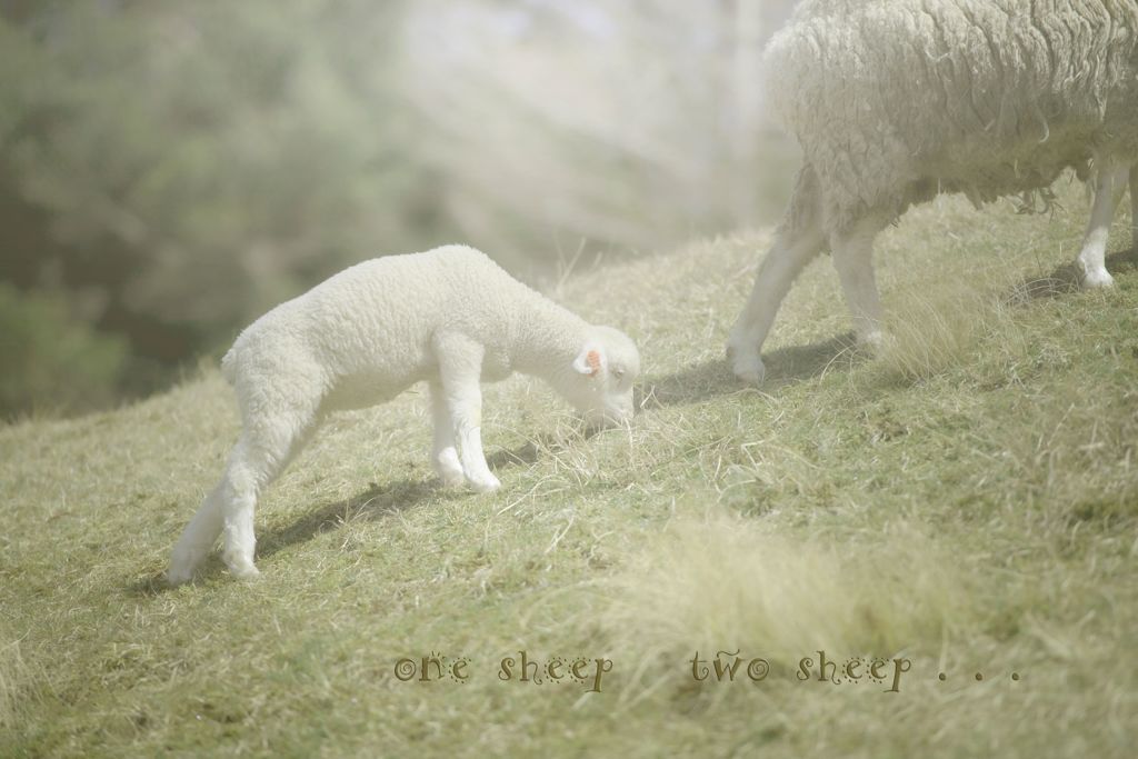 one sheep two sheep...
