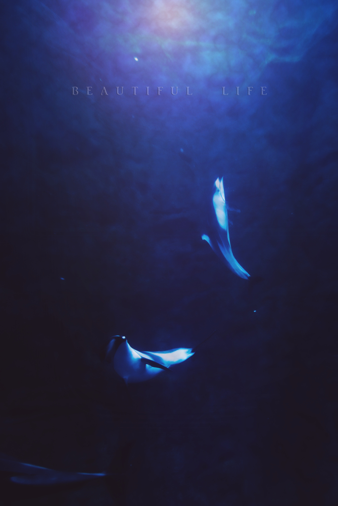 beautiful life