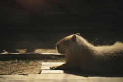 beautiful life