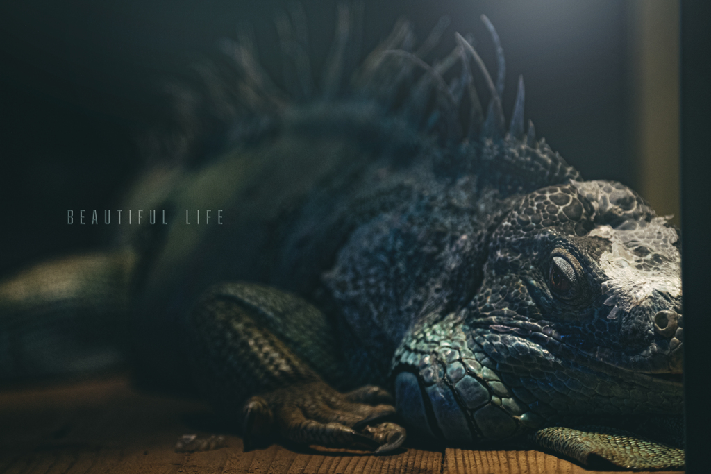beautiful life