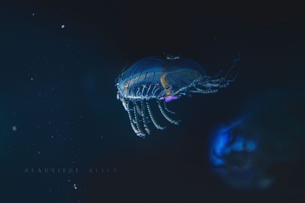 beautiful alien