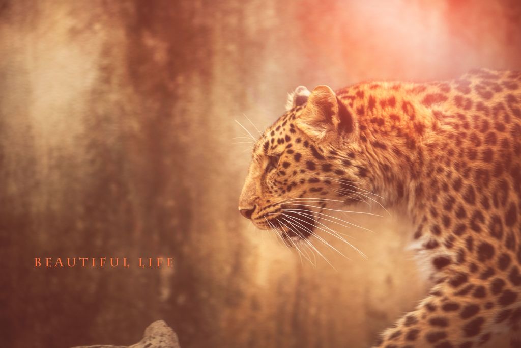 beautiful life