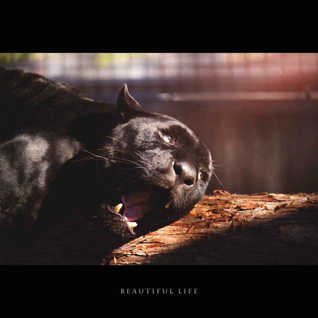 beautiful life