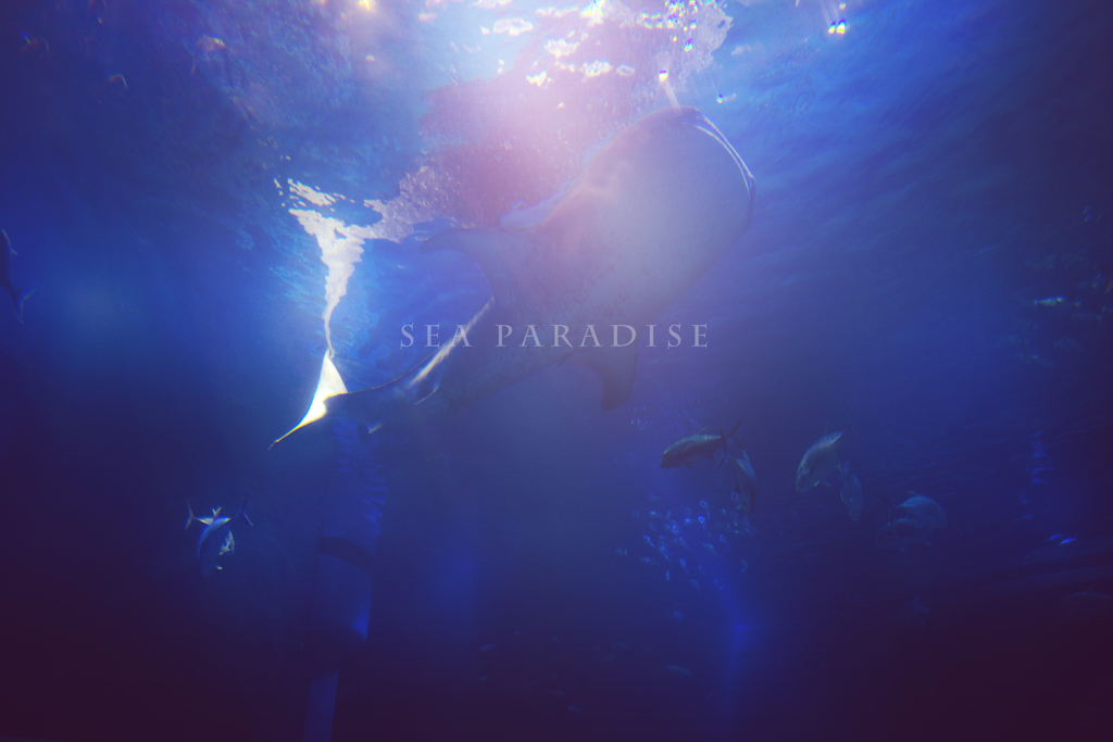 sea paradise