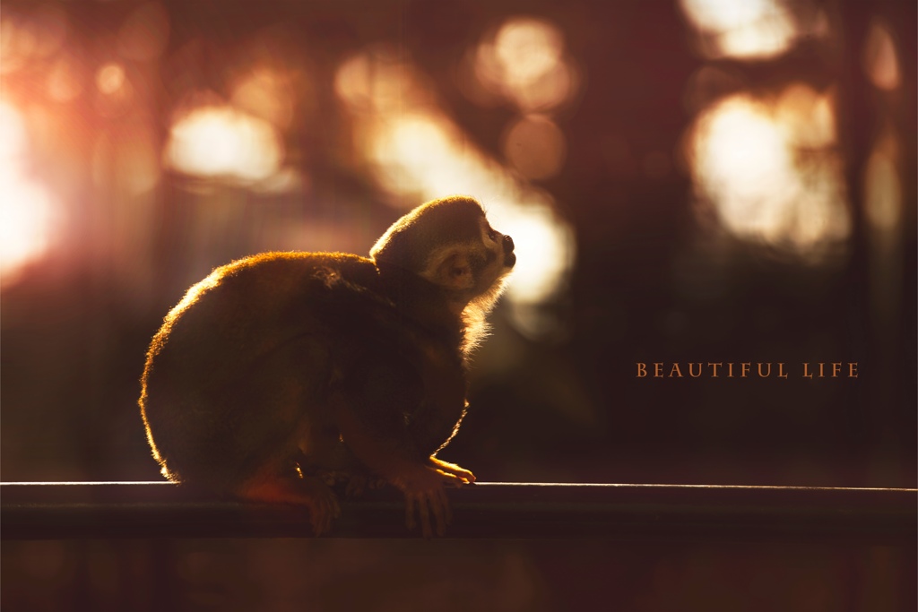 beautiful life