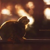 beautiful life