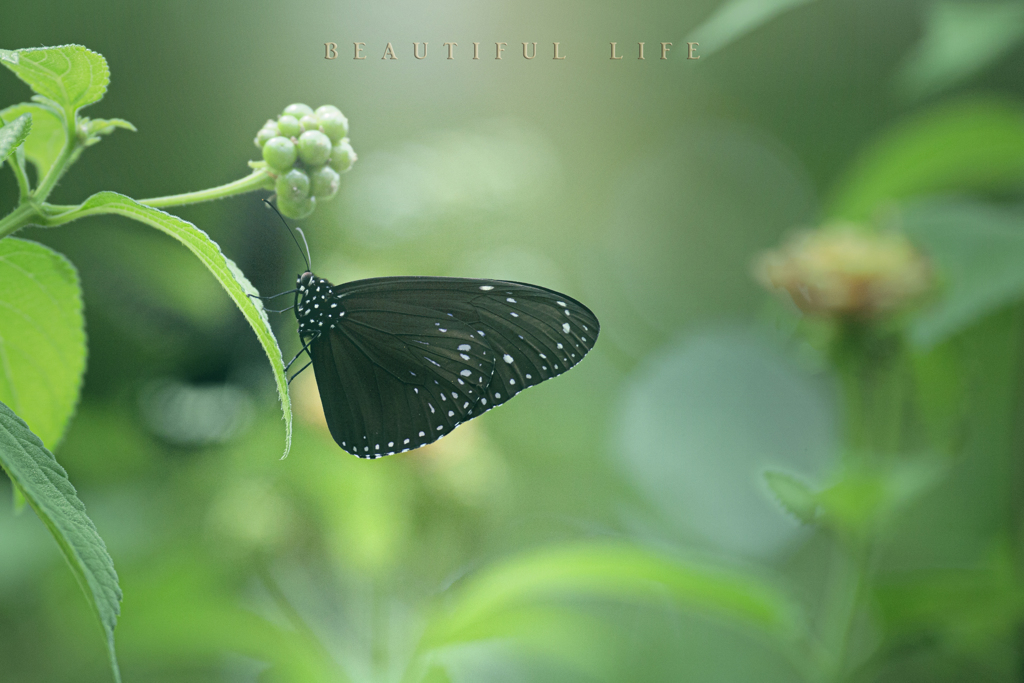 beautiful life