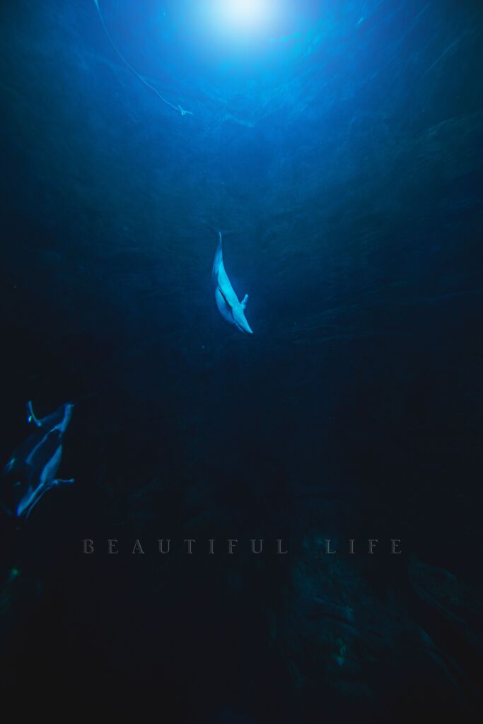 beautiful life
