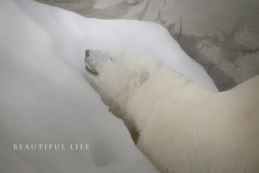 beautiful life