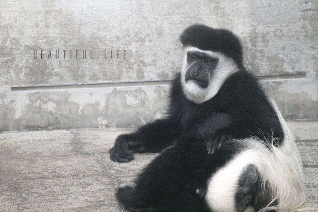 beautiful life