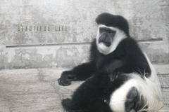 beautiful life