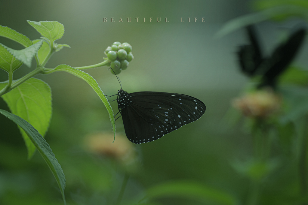 beautiful life