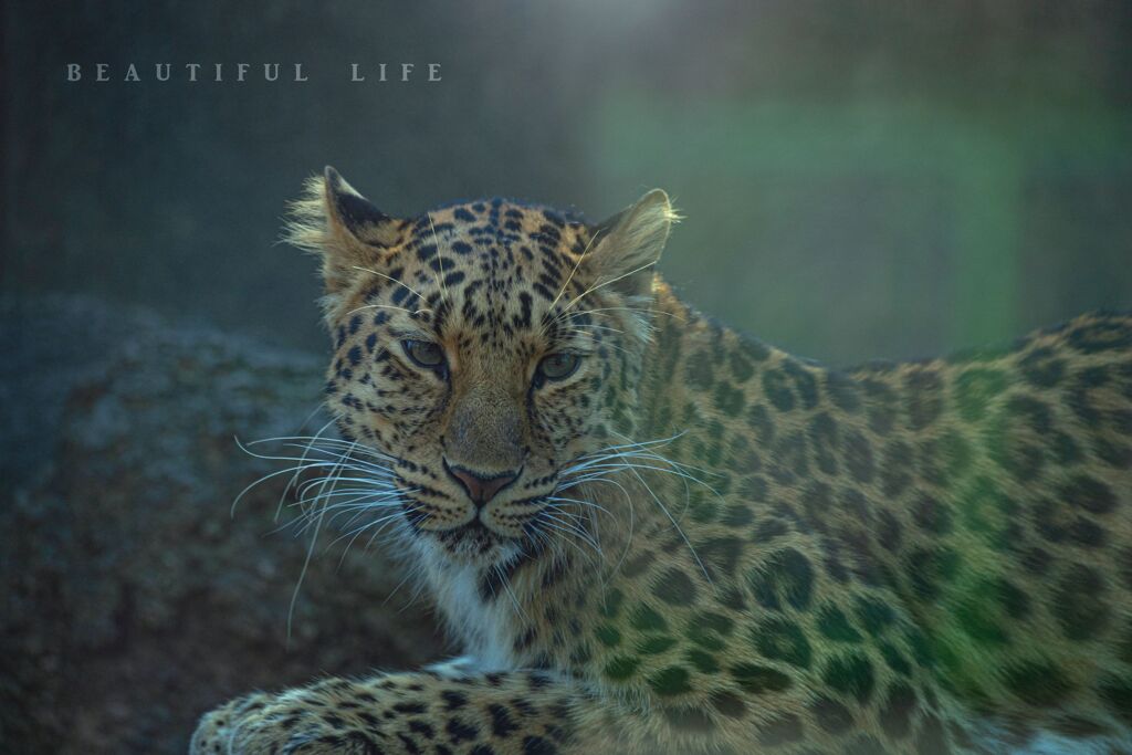 beautiful life