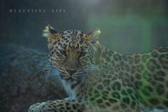 beautiful life