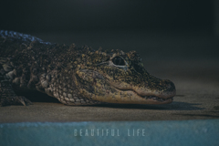 beautiful life