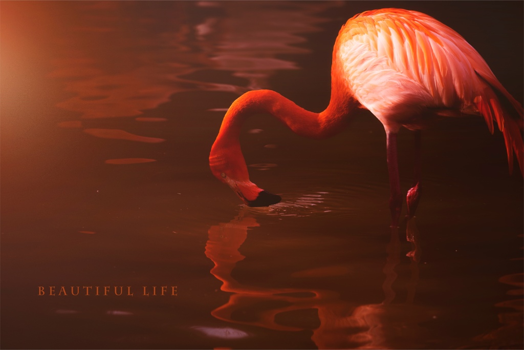 beautiful life