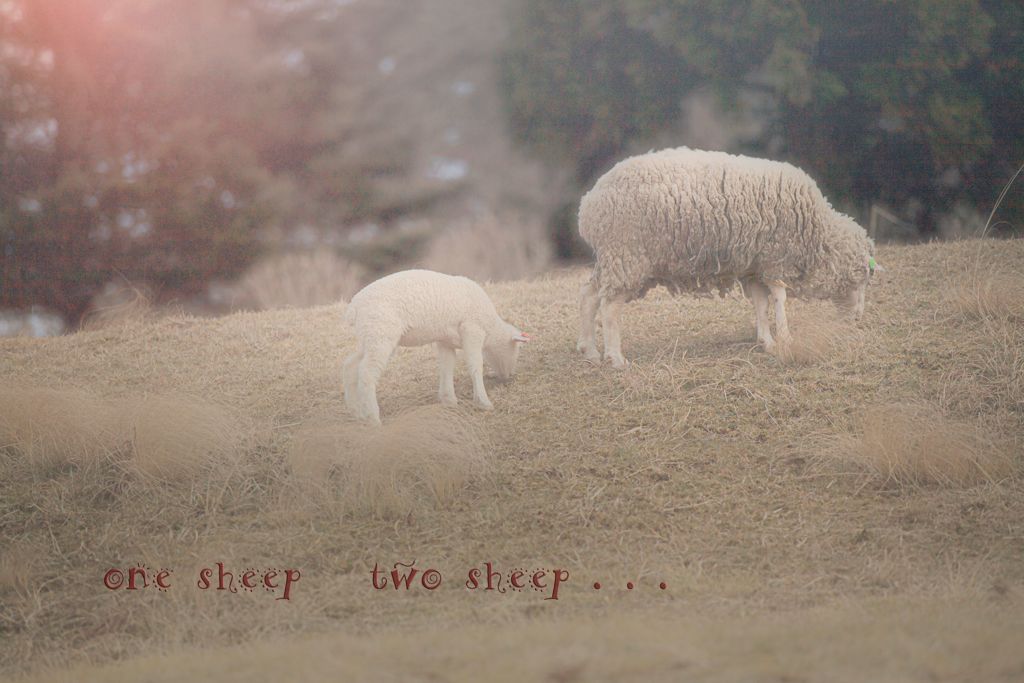 one sheep two sheep...