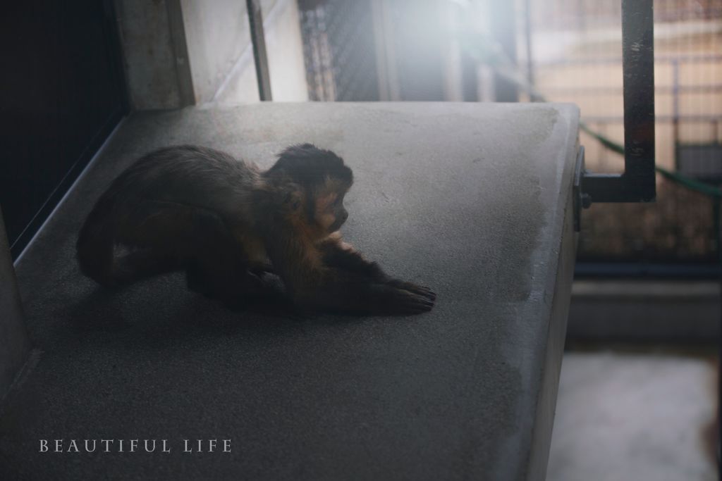 beautiful life
