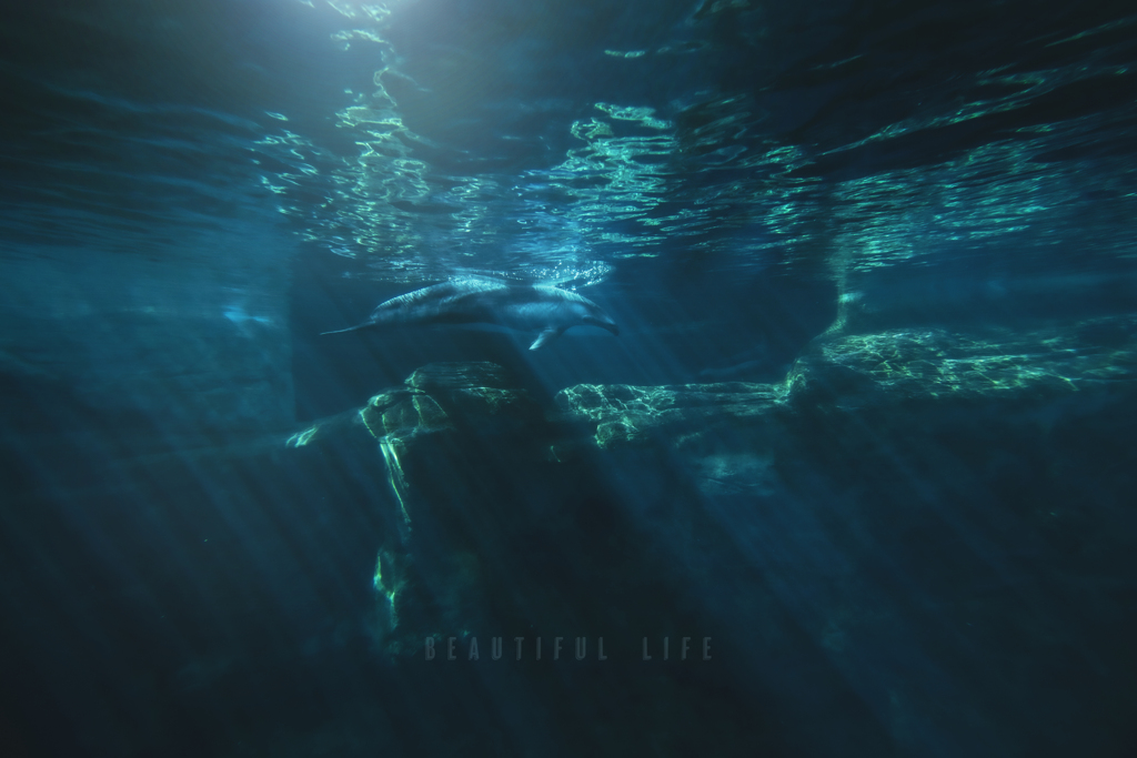 beautiful life