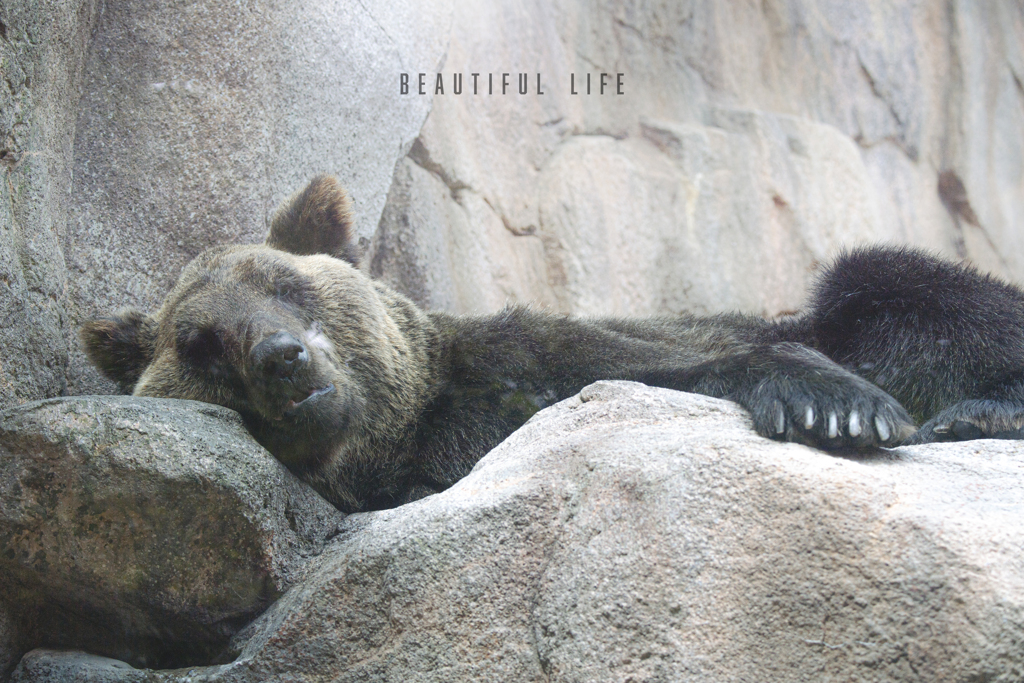 beautiful life