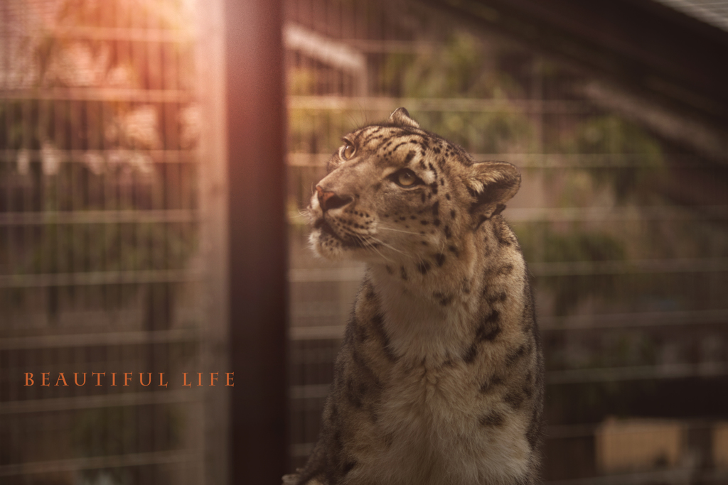 beautiful life