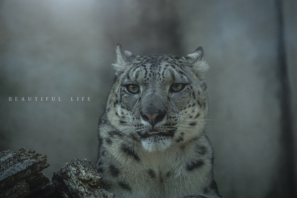 beautiful life