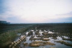 田んぼと水。
