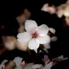 一輪の桜