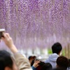 藤のトンネル