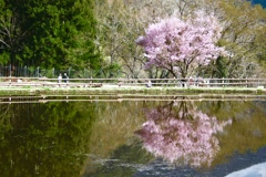 水面に映る1本の桜