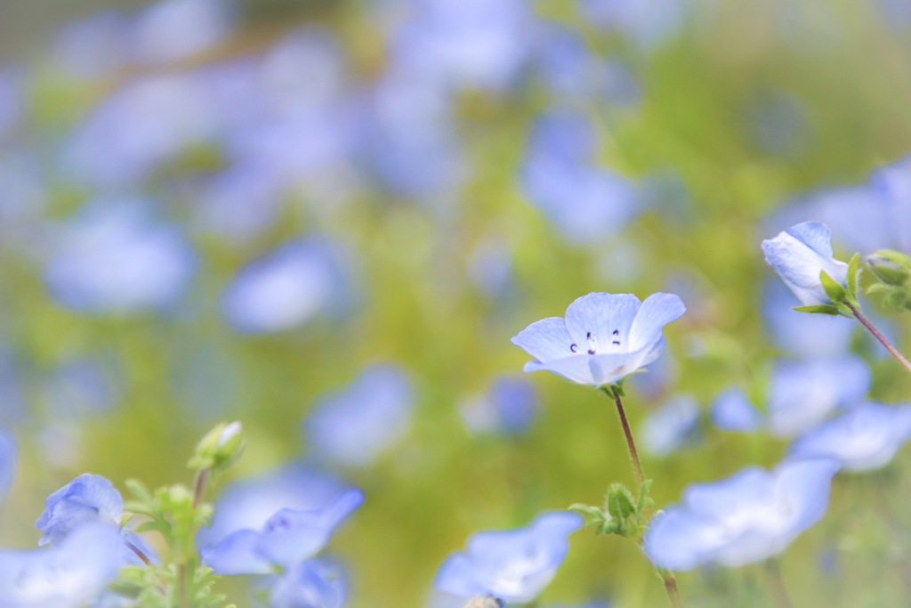 1番好きな花