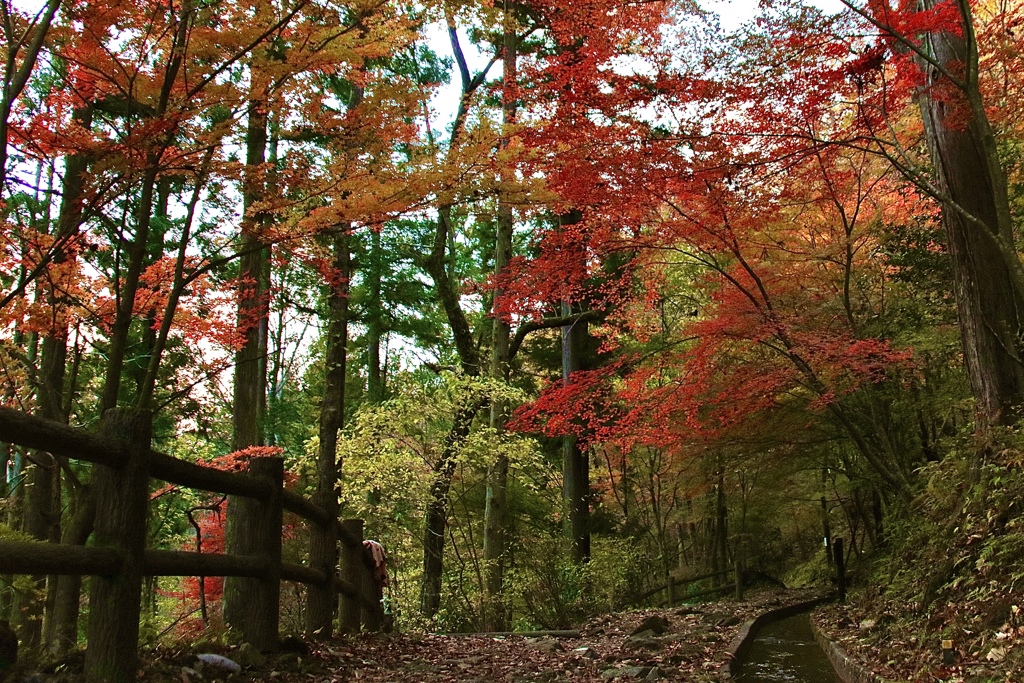 紅葉の誘い