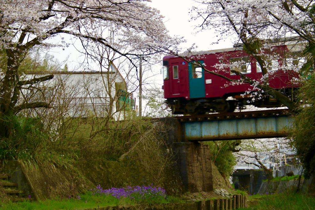 桜と電車
