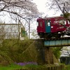 桜と電車