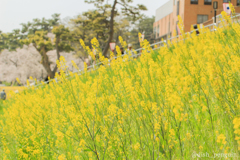 菜の花