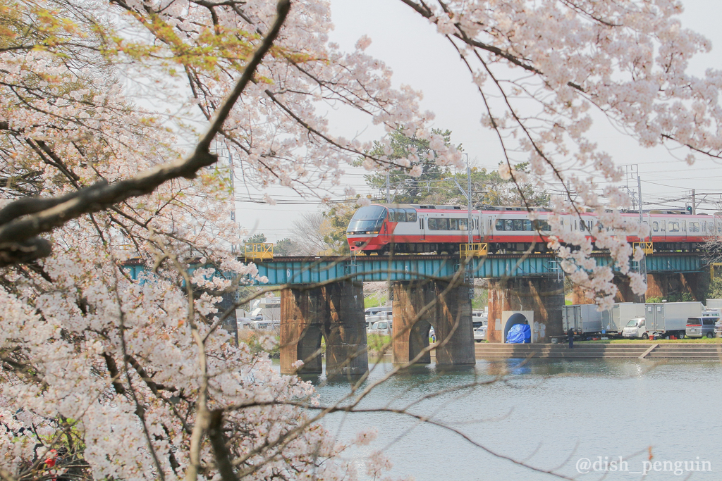 桜