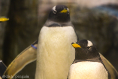 ジェンツーペンギン