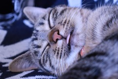 舌を出して寝る猫