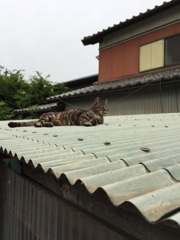 くつろいでます
