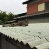 くつろいでます