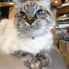 小桃ー我が家の姫