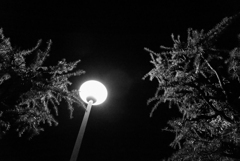 街灯と2つの木