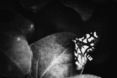 木の葉の影の蝶
