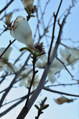 花びらひとつの白木蓮