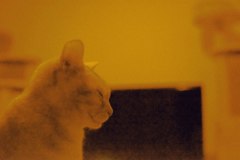 黄色い部屋の猫