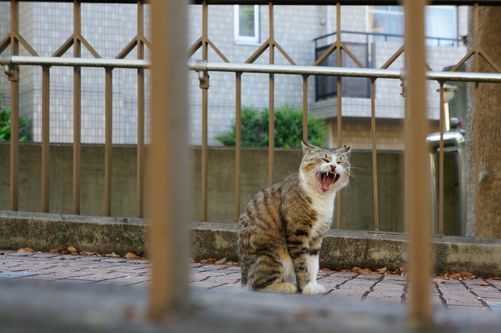 お眠だニャン～