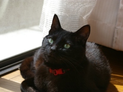 うちのネコ