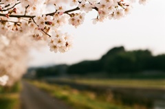 H31の桜